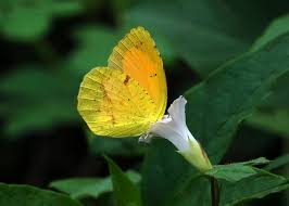 Attēlu rezultāti vaicājumam “Pieridae”