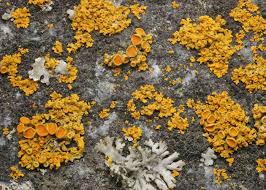 Attēlu rezultāti vaicājumam “Xanthoria polycarpa”