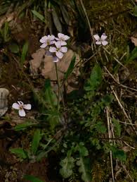 Attēlu rezultāti vaicājumam “Cardaminopsis arenosa bud”