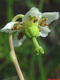 Attēlu rezultāti vaicājumam “Moneses uniflora leaf”