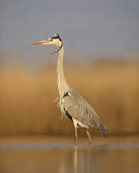 Attēlu rezultāti vaicājumam “Ardea cinerea adult”