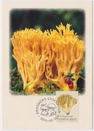 Attēlu rezultāti vaicājumam “Ramaria flava”