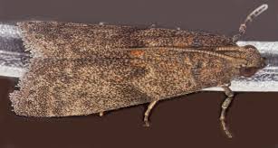 Attēlu rezultāti vaicājumam “Cribraria intricata macro”