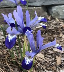 Attēlu rezultāti vaicājumam “Iris reticulata flower”