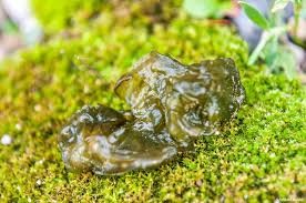 Attēlu rezultāti vaicājumam “Nostoc commune macro”