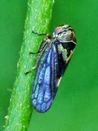 Attēlu rezultāti vaicājumam “Oncopsis sp.”