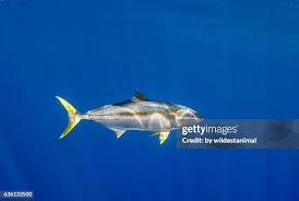 Image result for Thunnus albacares