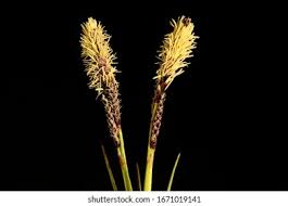 Attēlu rezultāti vaicājumam “Carex ericetorum”