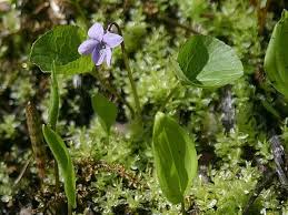 Attēlu rezultāti vaicājumam “Viola epipsila”