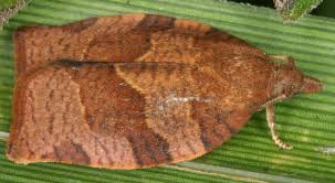 Attēlu rezultāti vaicājumam “Pandemis heparana”