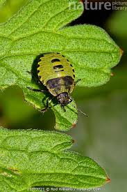 Attēlu rezultāti vaicājumam “Palomena prasina nymph”