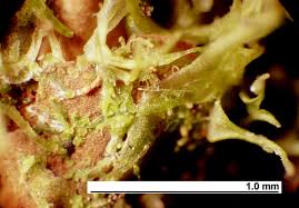 Attēlu rezultāti vaicājumam “Metzgeria violacea”