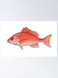 Image result for Lutjanus campechanus