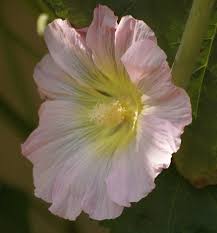 Image result for Alcea (althaea) rosea