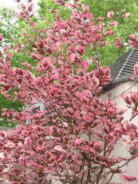 Attēlu rezultāti vaicājumam “Fagus sylvatica fo. purpurea male flower”