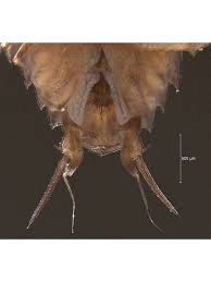 Attēlu rezultāti vaicājumam “Ligidium hypnorum”