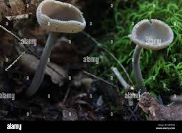 Attēlu rezultāti vaicājumam “Helvella macropus”