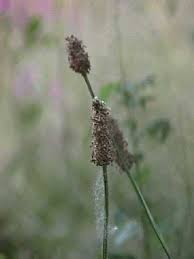 Attēlu rezultāti vaicājumam “Plantago lanceolata flower”
