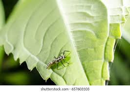 Attēlu rezultāti vaicājumam “Calvia decemguttata imago”