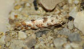 Attēlu rezultāti vaicājumam “Phyllonorycter sp.”