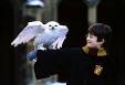 Hedwig - Harry Potter Wiki