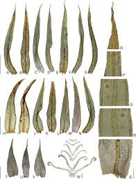 Attēlu rezultāti vaicājumam “Orthotrichum anomalum sporophyte”