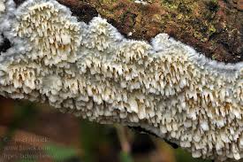 Attēlu rezultāti vaicājumam “Irpex lacteus”