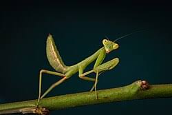 Attēlu rezultāti vaicājumam “Mantis religiosa”
