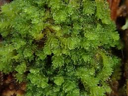 Attēlu rezultāti vaicājumam “Lophozia incisa”