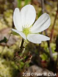 Attēlu rezultāti vaicājumam “Rubus chamaemorus flower”