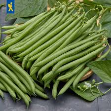 Image result for Buschbohnen