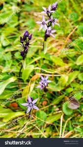 Attēlu rezultāti vaicājumam “Swertia perennis”