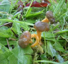 Attēlu rezultāti vaicājumam “Leotia lubrica”