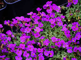 Image result for Aubrieta hybrida (cultorum)