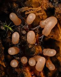 Attēlu rezultāti vaicājumam “Stemonitopsis typhina young”