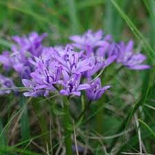 Attēlu rezultāti vaicājumam “Festuca ovina flower”