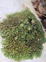 Attēlu rezultāti vaicājumam “Melanohalea olivacea”