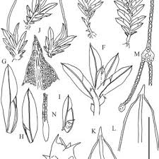 Attēlu rezultāti vaicājumam “Fissidens adianthoides sporophyte”