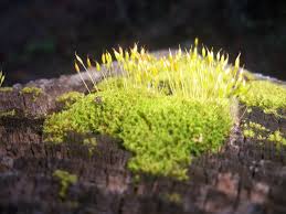 Attēlu rezultāti vaicājumam “Oxystegus tenuirostris”