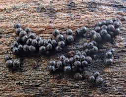 Attēlu rezultāti vaicājumam “Ophiotheca chrysosperma sessile”