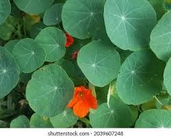 Attēlu rezultāti vaicājumam “Tropaeolum majus leaf”