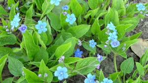 Image result for Omphalodes verna