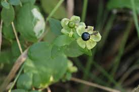 Attēlu rezultāti vaicājumam “Silene baccifera leaf”