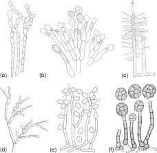 Attēlu rezultāti vaicājumam “Ascomycota”