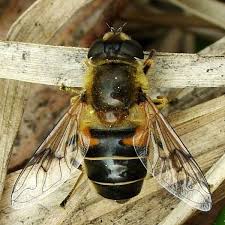 Attēlu rezultāti vaicājumam “Eristalis sp.”