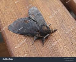 Attēlu rezultāti vaicājumam “Notodonta dromedarius”