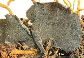 Attēlu rezultāti vaicājumam “Leptogium saturninum”