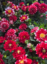 Image result for Dahlia x pinnata `Decorative Giants`