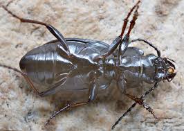 Attēlu rezultāti vaicājumam “Pterostichus oblongopunctatus”