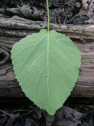 Attēlu rezultāti vaicājumam “Populus x petrowskyana leaf”